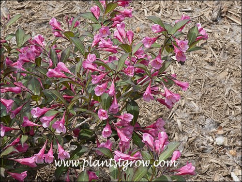 Nice pink flowers along with burgundy foliage on a small to medium plant.